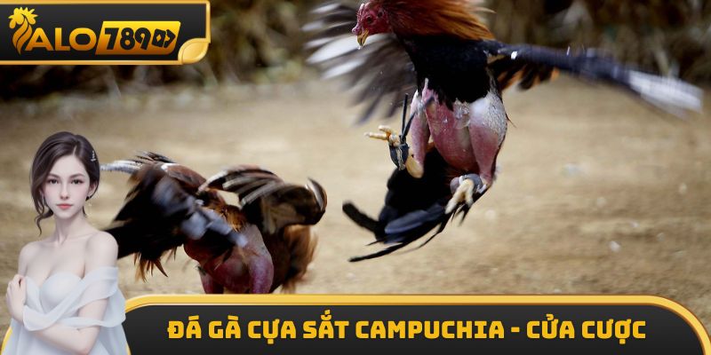 Đá gà cựa sắt Campuchia - Cửa cược