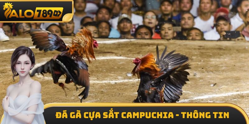Đá gà cựa sắt Campuchia - Thông tin